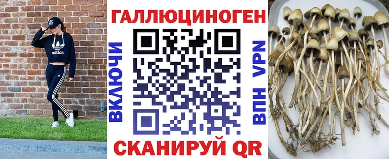 Галлюциногенные грибы Psilocybe  Мосальск 